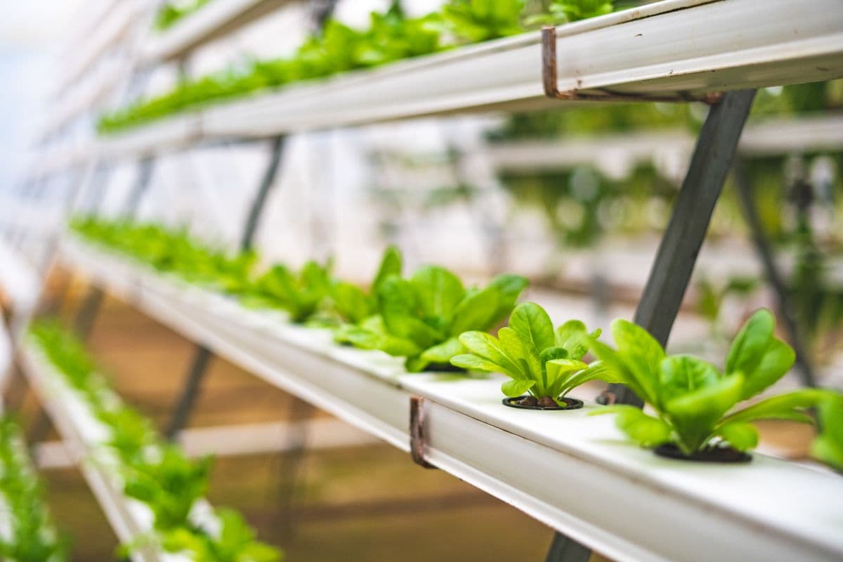 Why Poly-House Beats Open-Field for Fresh Produce