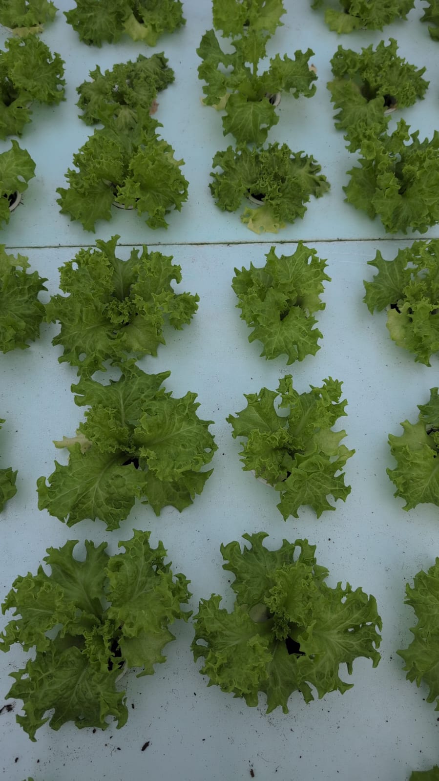 Fresh produce