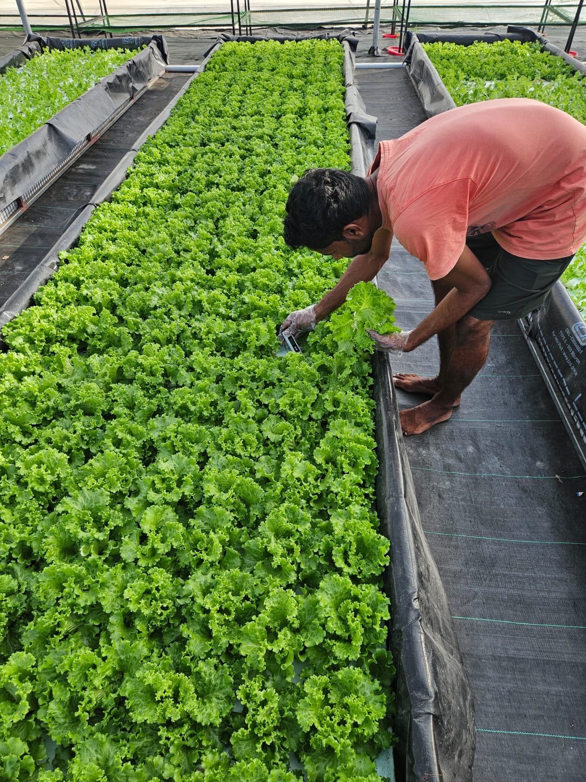 Hand-checking lettuce quality
