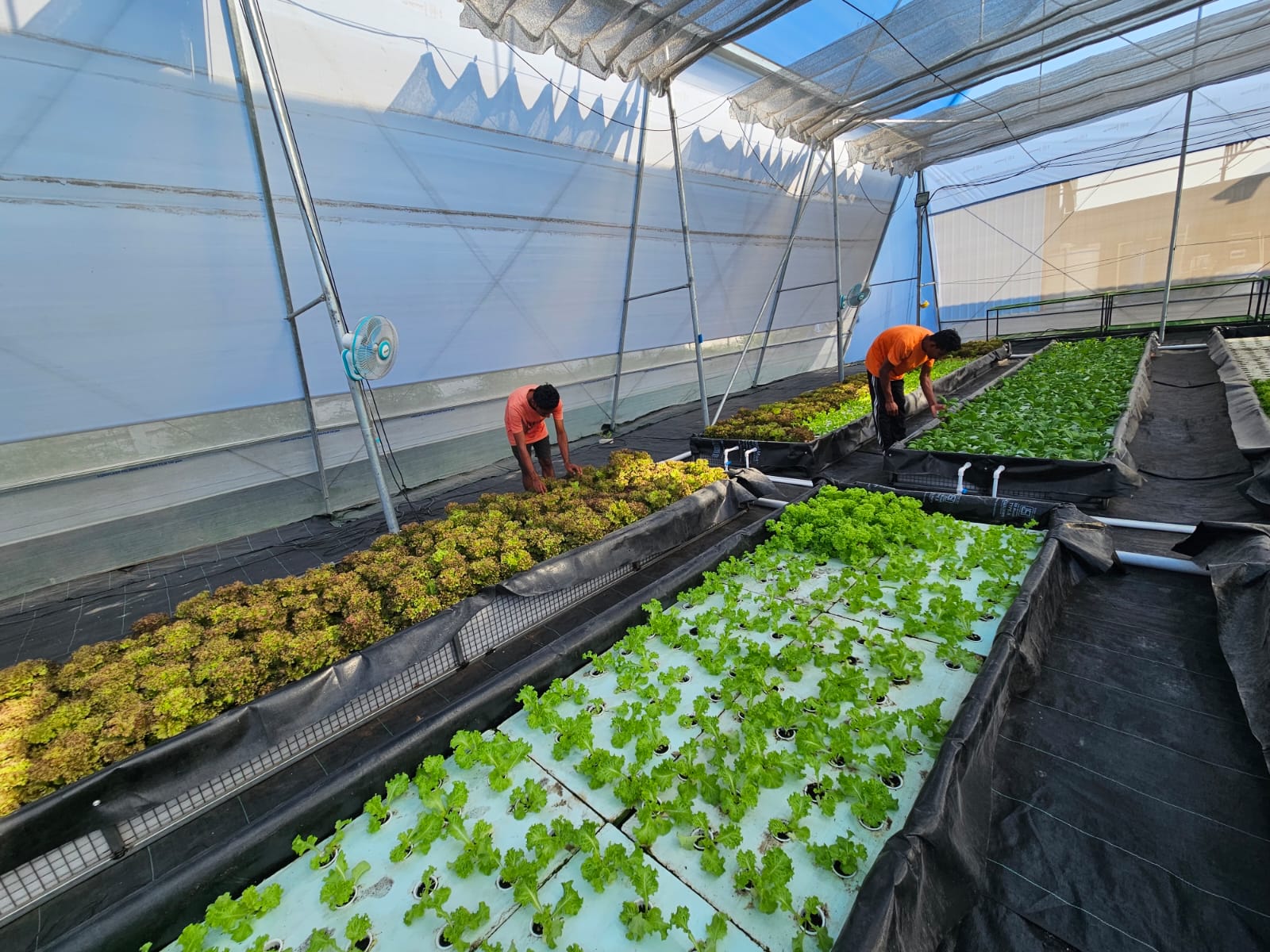 Deep-water hydroponic float beds