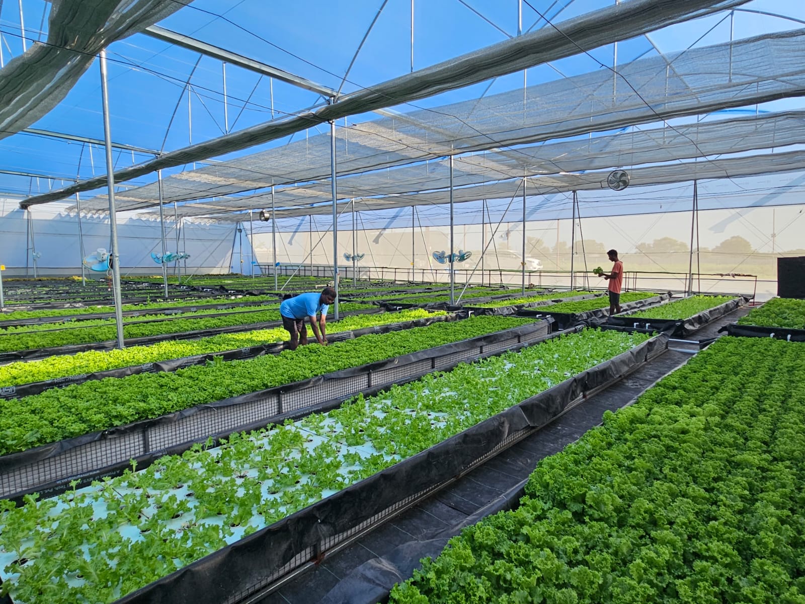Wide view of the poly-house growing rows